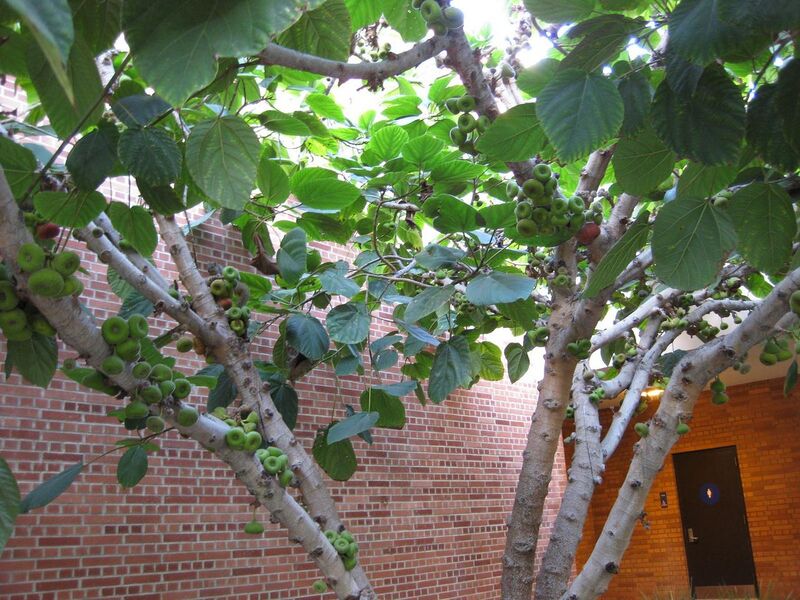 File:1280px-IMG 2780 ucla09.jpg