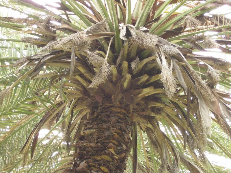 File:1280px-IMG 4094 hunt0904.jpg