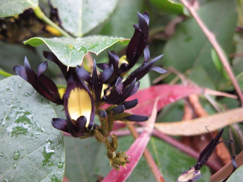 File:1280px-IMG 4666 hunt0904.jpg