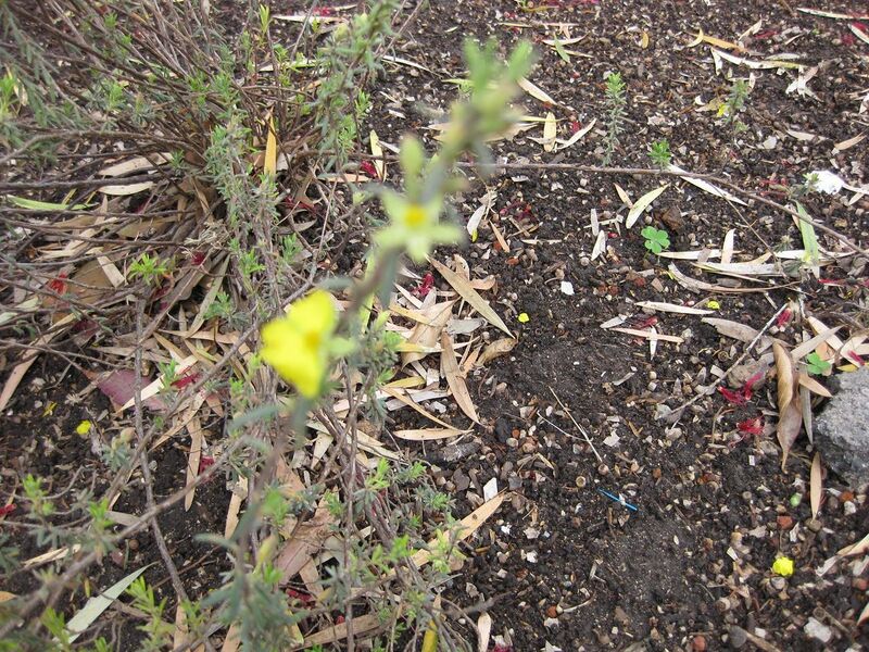 File:1280px-IMG 5068 hunt0904.jpg