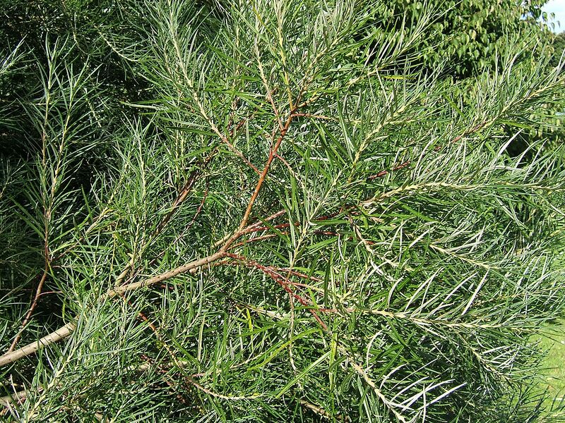 File:1280px-Salix elaeagnos0.jpg