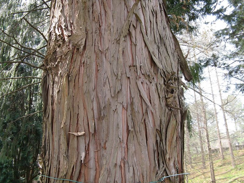 File:1280px-Taiwania cryptomerioides1.jpg