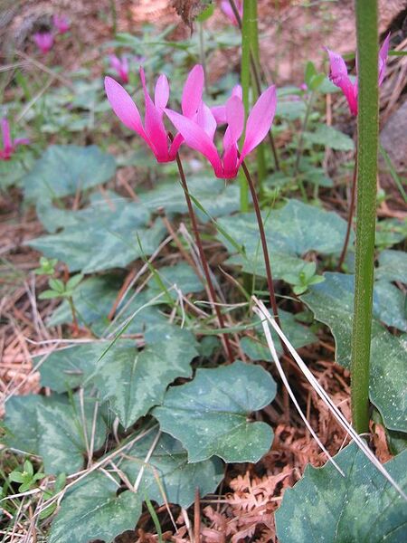 File:576px-Cyclamen repandum.jpg