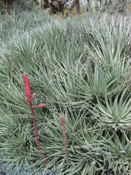 File:576px-IMG 4400 hunt0904.jpg