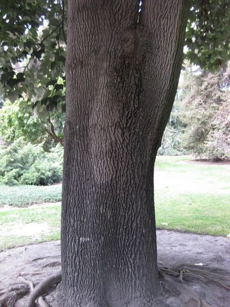 File:576px-IMG 4469 hunt0904.jpg