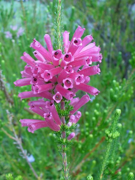 File:768px-Erica verticillata deep pink.JPG