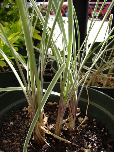 File:768px-Starr 080117-1638 Tulbaghia violacea.jpg