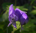 Thumbnail for version as of 20:37, 9 October 2008