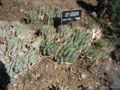 Aloe brevifolia var. postgenita