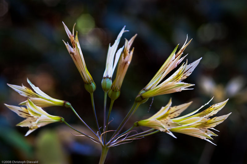 File:Alstroemeria sp.-2156.jpg