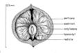 Nut anatomy