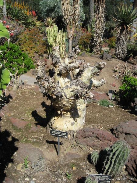 File:Cyphostemma juttae-succulent grape-IMG 0316 hunt07.jpg