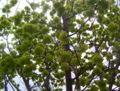 Immature Elm seeds