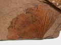 Ginkgo adiantoides Eocene fossil leaf from the Tranquille Shale of British Columbia, Canada.