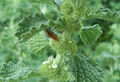 Horehound bug, a common insect that feeds on White Horehound