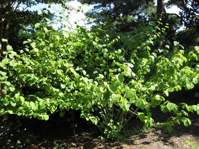 File:IMG 0324 nybg09.jpg