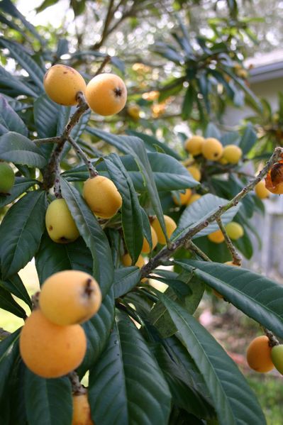 File:Loquat3.jpg