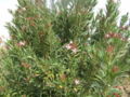 Oleander shrub, Morocco