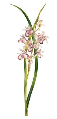 Phaius rosellus