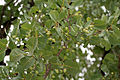 Terminalia muelleri in Talakona forest, in Chittoor District of Andhra Pradesh, India.
