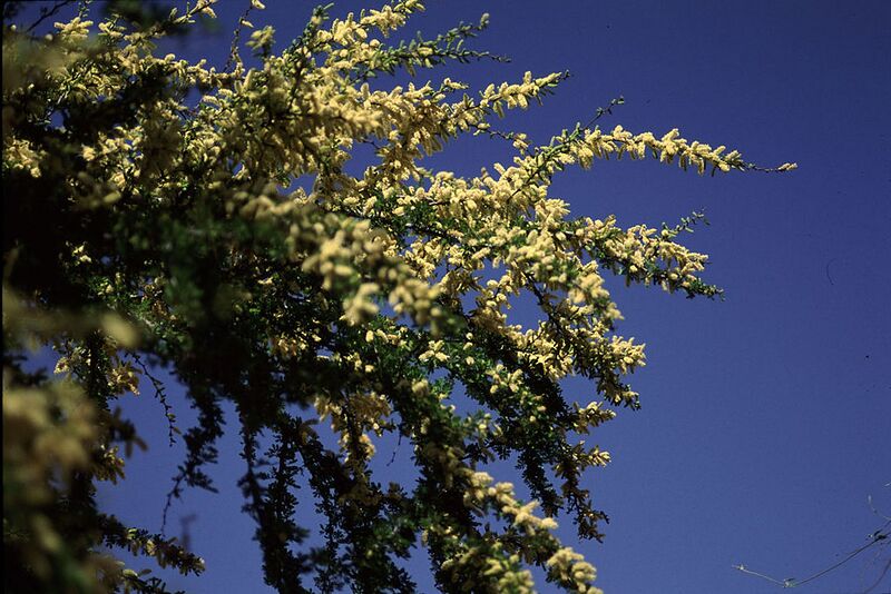 File:1024px-Acacia rigidula.jpg