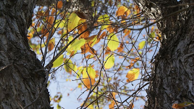File:1024px-ElmLeaves.jpg
