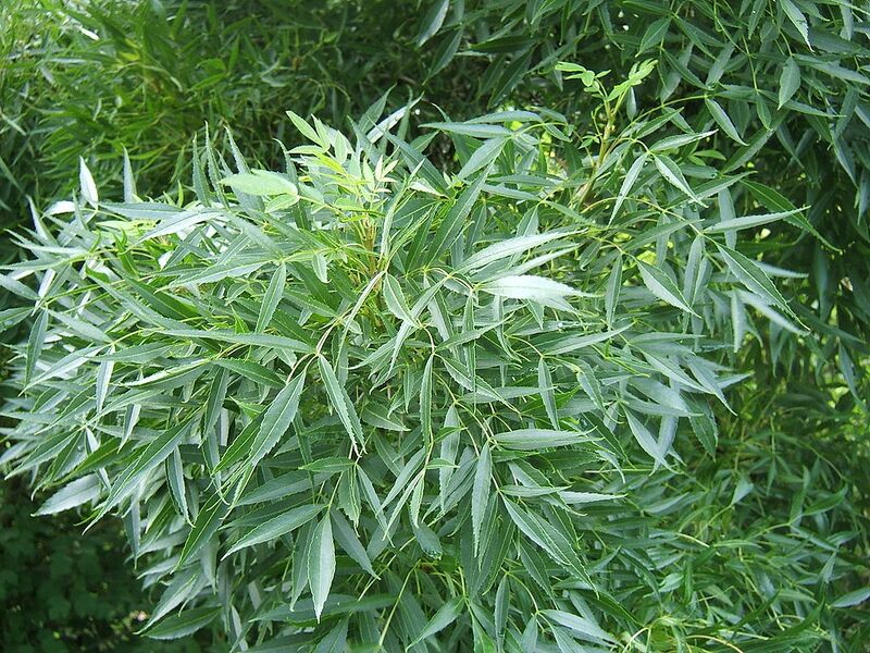 File:1024px-Fraxinus angustifolia foliage.jpg