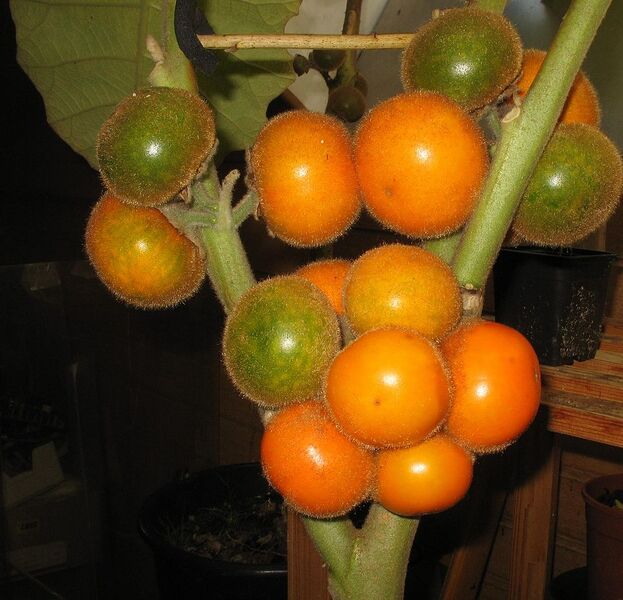 File:1064px-Lulo r.jpg