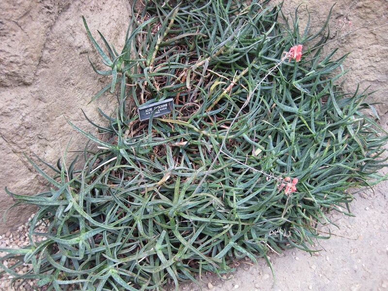 File:1280px-IMG 1248 bbg09.jpg