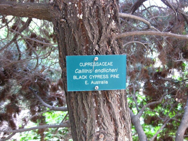 File:1280px-IMG 2605 ucla09.jpg