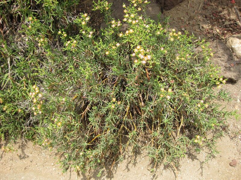 File:1280px-IMG 7494 hunt09jun.jpg