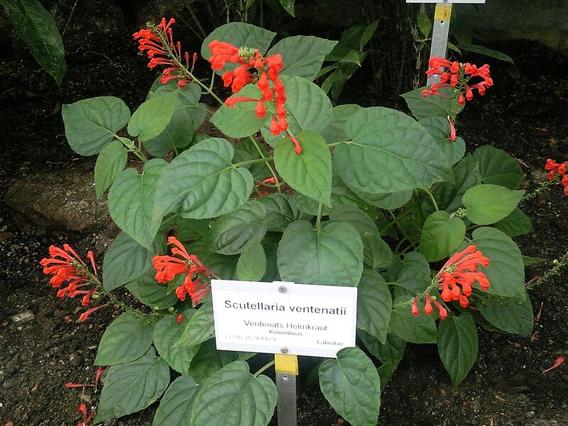 File:1280px-Scutellaria ventenatii.jpg