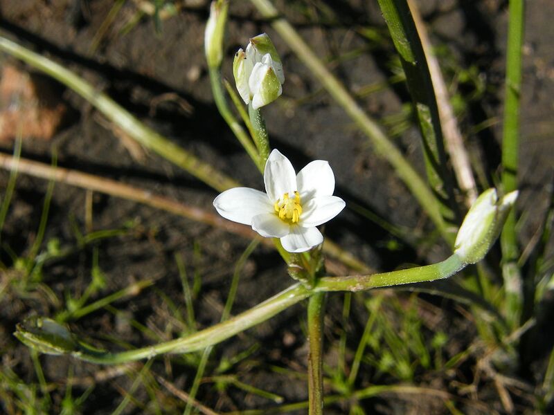 File:1280px-Spiloxene aquatica.JPG