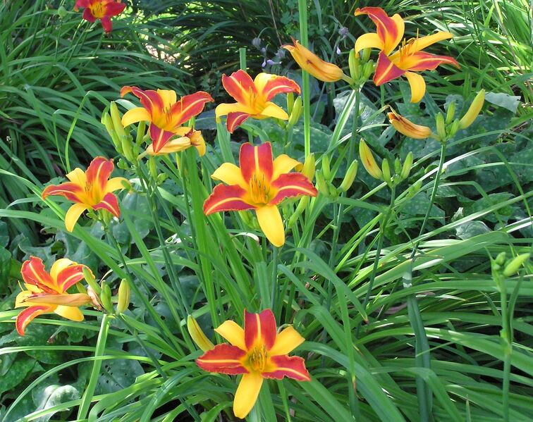 File:1280px-Striped daylilies-4225.jpg