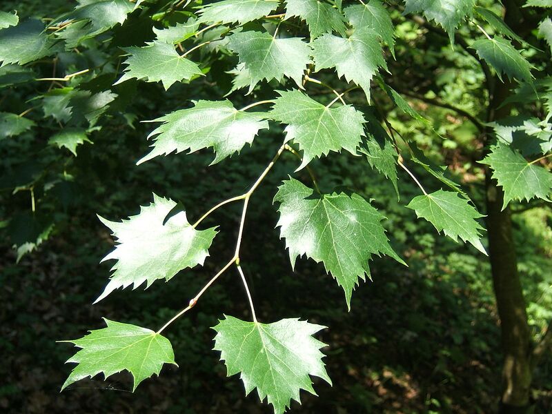 File:1280px-Tilia mongolica1.jpg