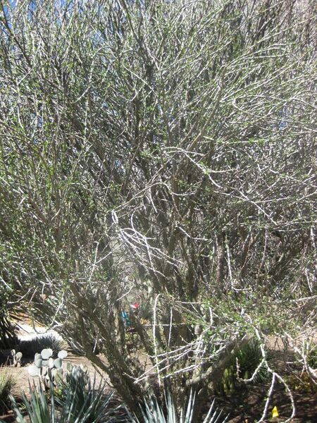 File:576px-IMG 2245 hunt0903.jpg