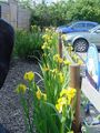Iris pseudacorus in Cheshire in England