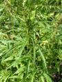 Cannabis plants