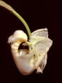 Coryanthes alborosea