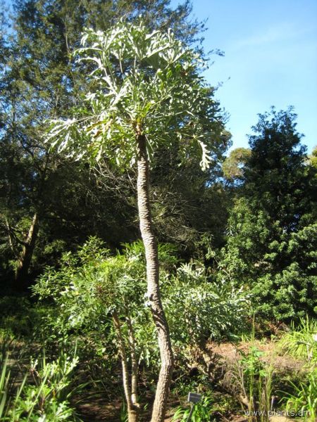 File:Cussonia paniculata-IMG 8012 sfbg0308.jpg