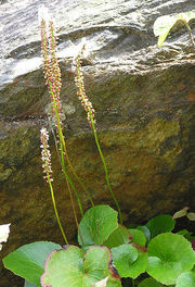 Galax