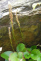 Galax urceolata