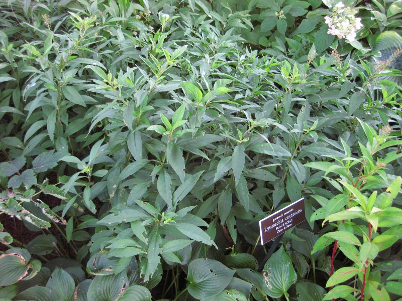 File:IMG 0213 nybg09.jpg