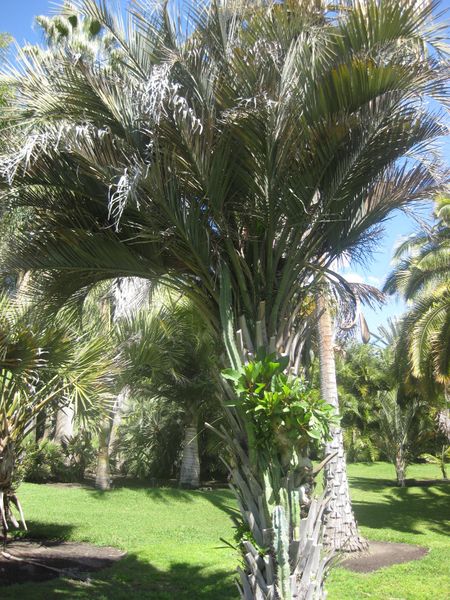 File:IMG 2102 hunt0903.jpg