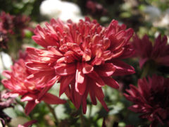 Maroon Mum