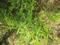 osteomeles anthyllidifolia