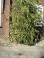 plant growing on a wall