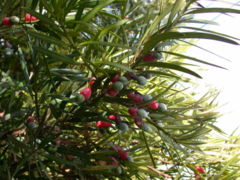 Podocarpus macrophyllus foliage and mature seed cones