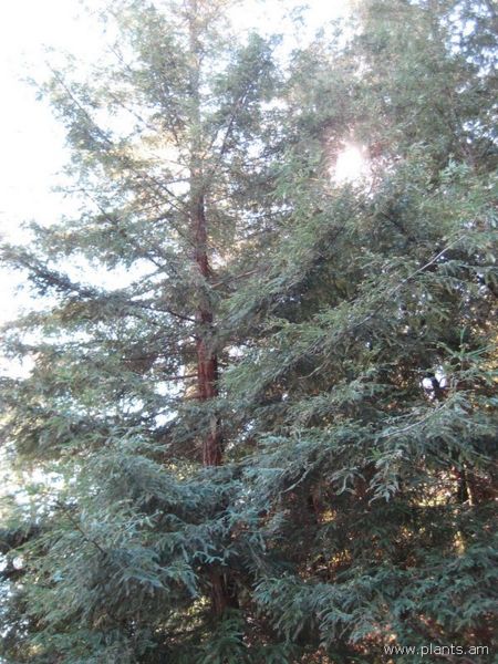 File:Sequoia sempervirens-albospica-IMG 0561 hunt07.jpg