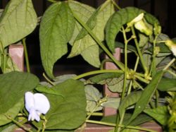 Winged bean flowers and leaves